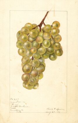 Vitis: No