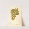 Vitis: No by Elsie E. Lower