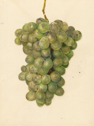 Vitis: Ontario