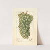 Vitis: Palarusa by Ellen Isham Schutt
