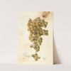 Vitis: Palomino by Bertha Heiges
