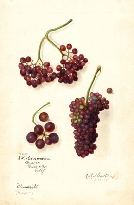 Vitis: Panariti — size preview