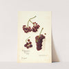 Vitis: Panariti by Amanda Almira Newton