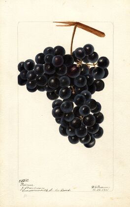 Vitis: Pawvur?