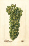 Vitis: Sawignon Vert