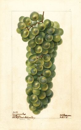Vitis: Sawignon Vert