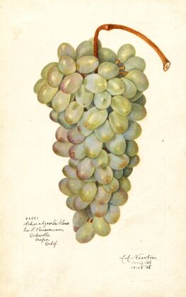 Vitis: Scheradzouli Blanc — size preview