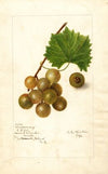 Vitis: Scuppernong