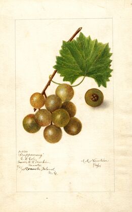 Vitis: Scuppernong