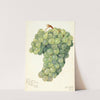 Vitis: Servan Blanc by Amanda Almira Newton
