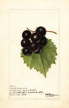 Vitis: Smiths Improved