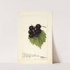 Vitis: Smiths Improved by Deborah Griscom Passmore