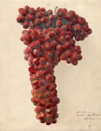Vitis: Sultanina Rosea
