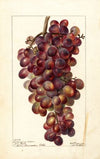 Vitis: Sultanina Rosea
