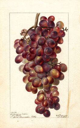 Vitis: Sultanina Rosea