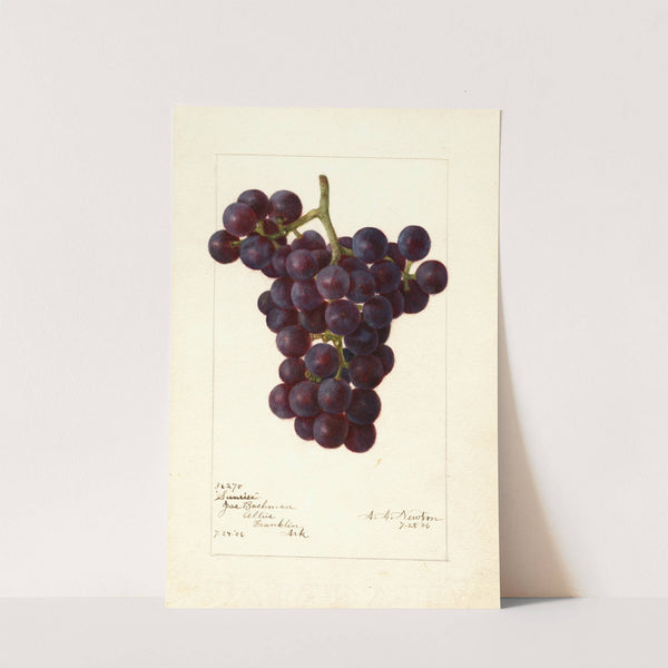 Vitis: Sunrise by Amanda Almira Newton