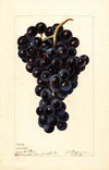 Vitis: Superb