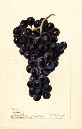 Vitis: Superb