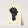 Vitis: Superb by Deborah Griscom Passmore