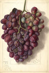 Vitis: Takayo