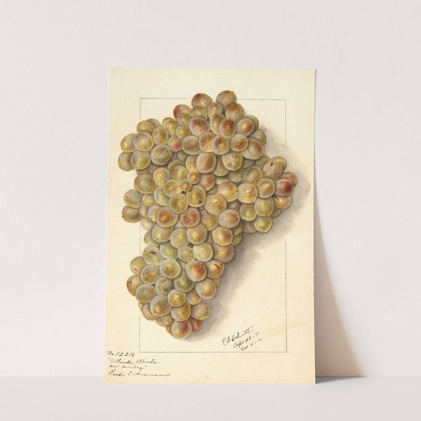 Vitis: Ulliade Blanche d&#039;Ambre by Ellen Isham Schutt
