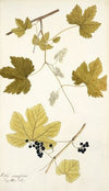 Vitis vinifera