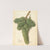 Vitis: White Corinthe by Ellen Isham Schutt