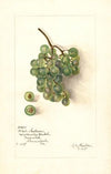Vitis: White Southern