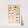 Vlinders en motten Motten. Papillons (1596-1610) by Anselmus Boëtius de Boodt