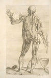 Vndecima musculorum tabula
