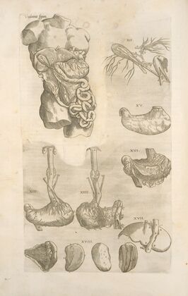 Vndecimina figura. [Digestive tract]