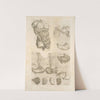 Vndecimina figura. [Digestive tract] by Thomas Geminus