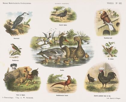 Vogels (1875-1919)