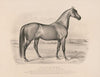 Volunteer; the great sire of trotters (1880)
