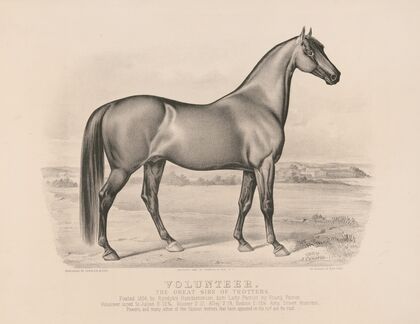 Volunteer; the great sire of trotters (1880)