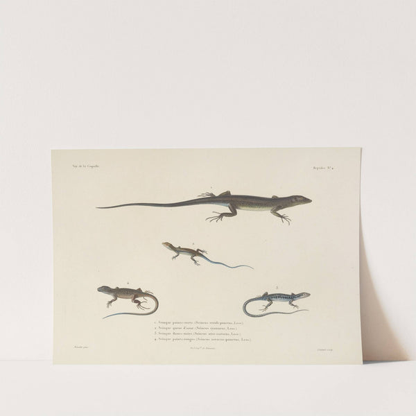 Voyage autour du monde Pl.004 (1825-1830) by Louis-Isidore Duperrey