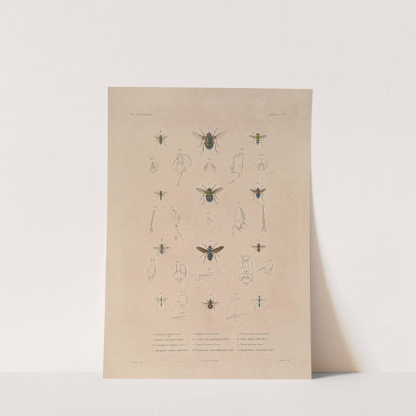 Voyage autour du monde Pl.087 (1825-1830) by Louis-Isidore Duperrey