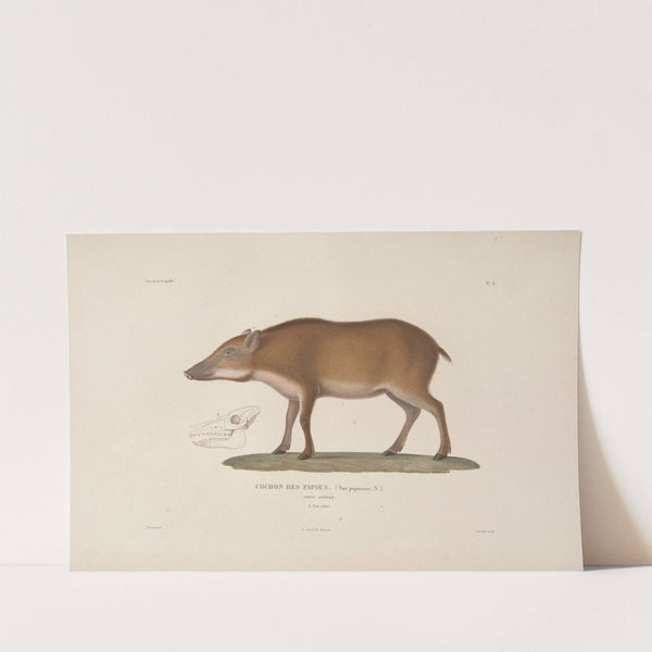 Voyage autour du monde Pl.111 by Louis-Isidore Duperrey