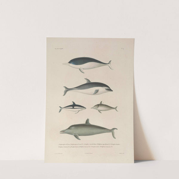 Voyage autour du monde Pl.112 by Louis-Isidore Duperrey