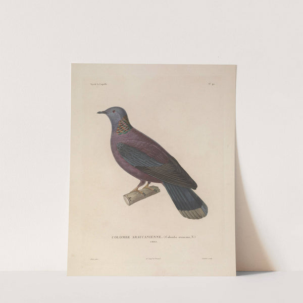 Voyage autour du monde Pl.146 (1825-1830) by Louis-Isidore Duperrey