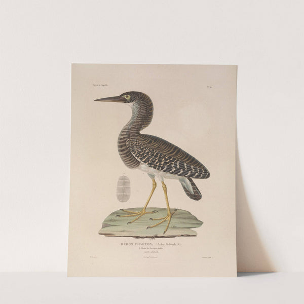 Voyage autour du monde Pl.150 (1825-1830) by Louis-Isidore Duperrey