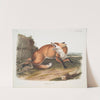 Vulpes Fulvus, American Red-Fox. (Male.) (1845-1848) by John Woodhouse Audubon