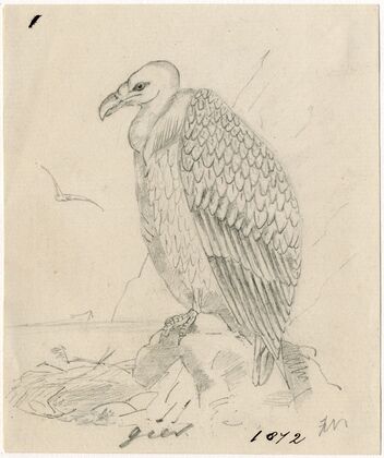 Vulture