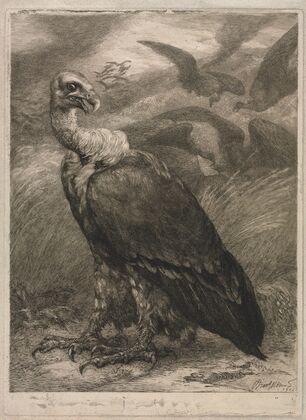 Vulture