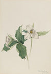 Wake-Robin (Trillium grandiflorum) (1918)