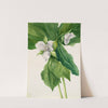 Wake-Robin (Trillium simile) (1939) by Mary Vaux Walcott