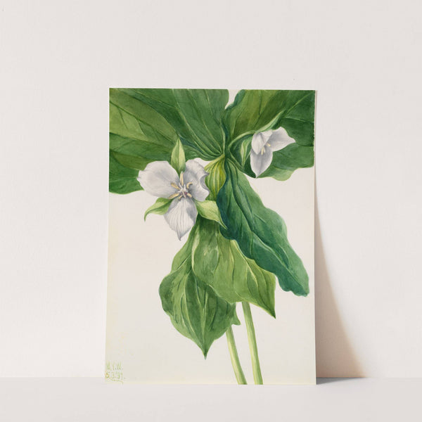 Wake-Robin (Trillium simile) (1939) by Mary Vaux Walcott