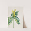 Wake-Robin (Trillium underwoodii) (1937) by Mary Vaux Walcott