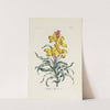 Wall Flower (1770) by Carington Bowles
