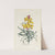 Wall Flower (1770) by Carington Bowles